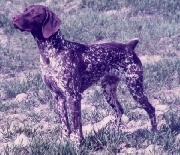 Tina de la Porte de Becray | German Shorthaired Pointer 