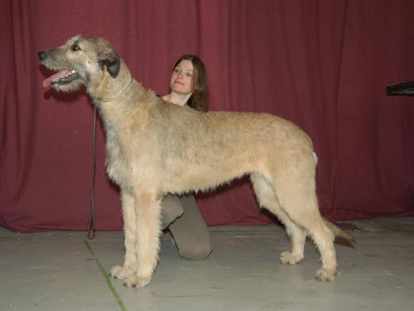 Pitlochry's Yezzebell | Irish Wolfhound 
