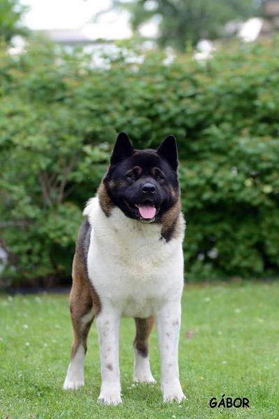 LaDharmaya Bad Boy | Akita 