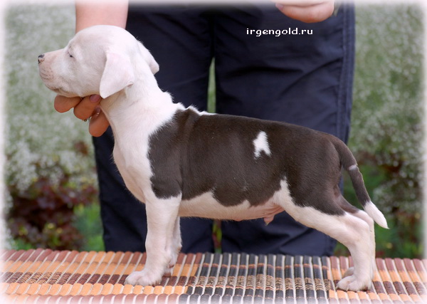 Irgen Gold Zobar | American Staffordshire Terrier 