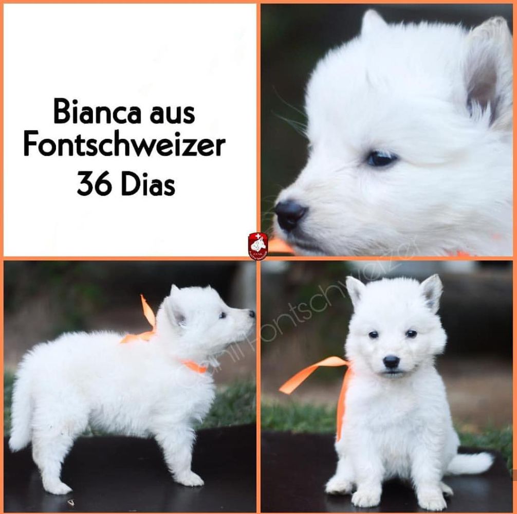 Bianca aus Fontschweizer | White Swiss Shepherd Dog 