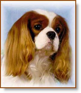 Loranka's Celebration | Cavalier King Charles Spaniel 