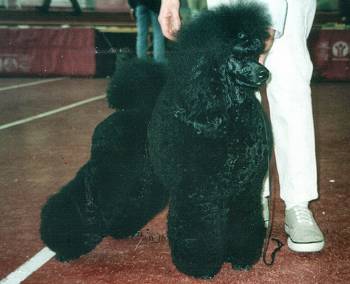 Warming Black X-Treme | Poodle 