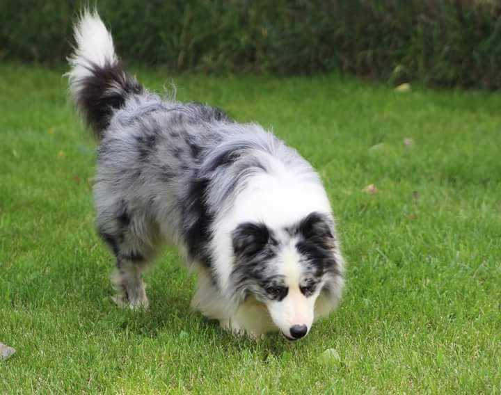 DANKA OF SHEEMA | Border Collie 