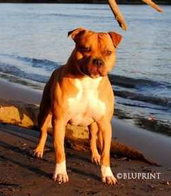 DMG'S HELLFIRE'S CRAZY CUPID | American Pit Bull Terrier 