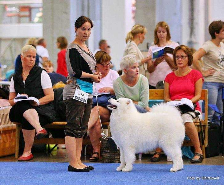 Belyi Volk Rock-N-Roll | Samoyed 