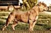 SEPUL VEDA'S CASANOVA | American Pit Bull Terrier 