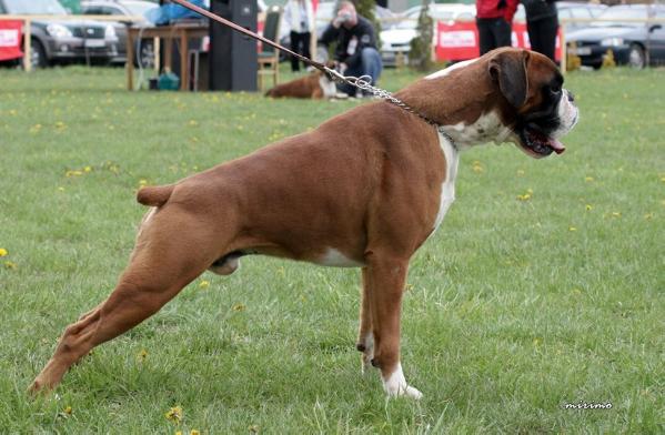 Aron von der Töpferstadt Stoob | Boxer 