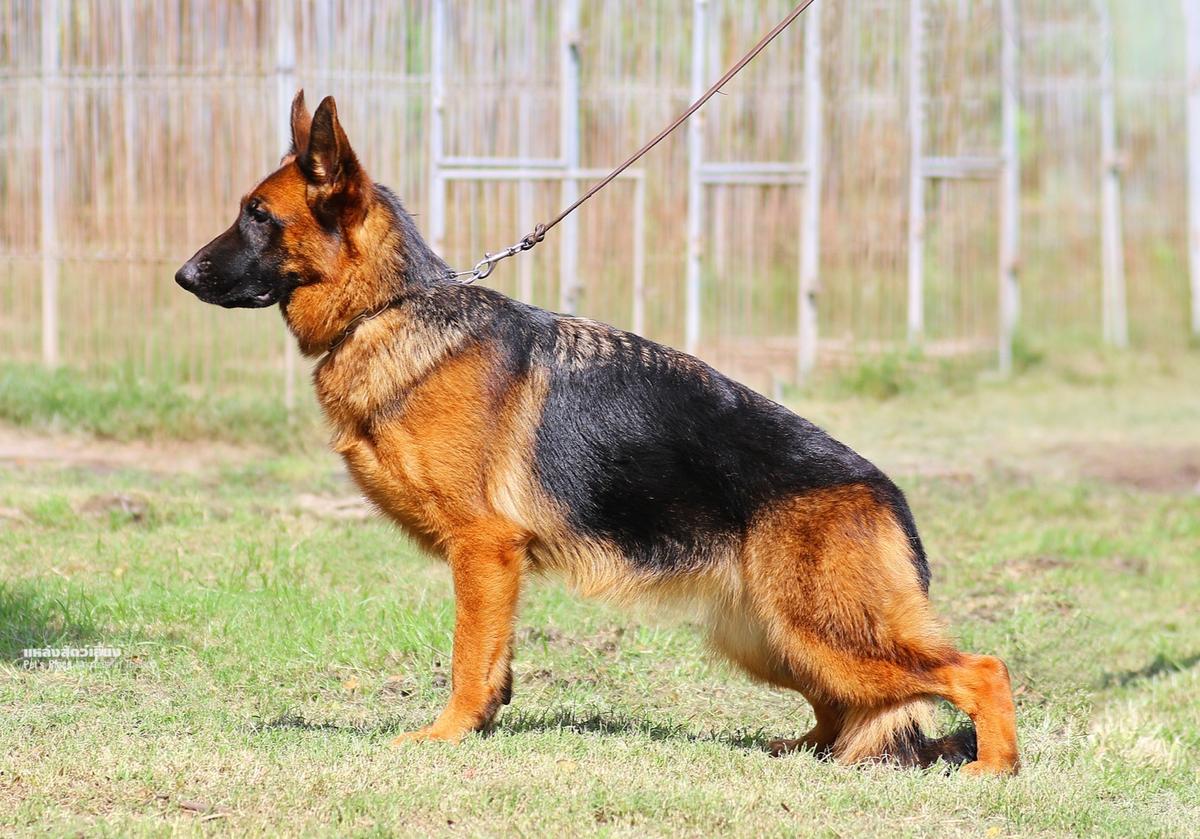 Account vom Branch Mark | German Shepherd Dog 