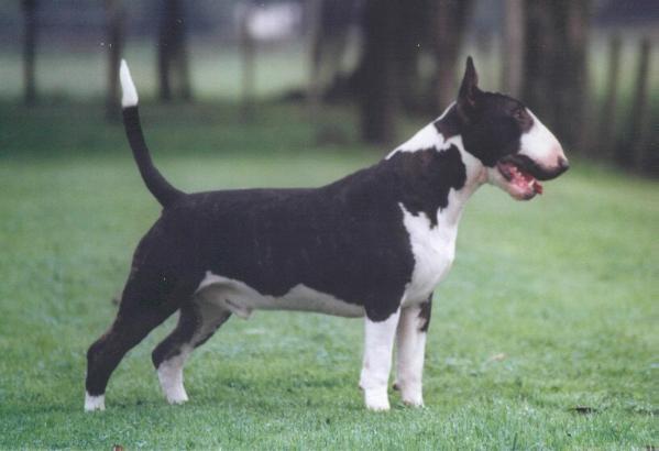 Grisse Basse Hanky Panky | Bull Terrier 