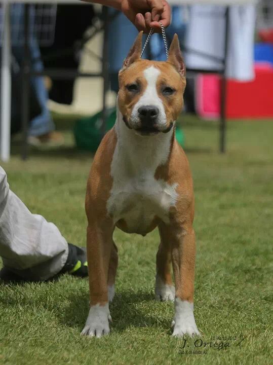 Emily nishka (Guerrero) Mex.Fci. | American Staffordshire Terrier 