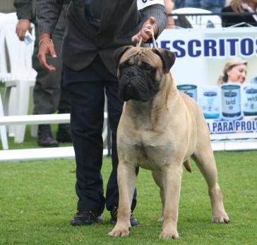 ELIAS VON DC-13 | Bullmastiff 