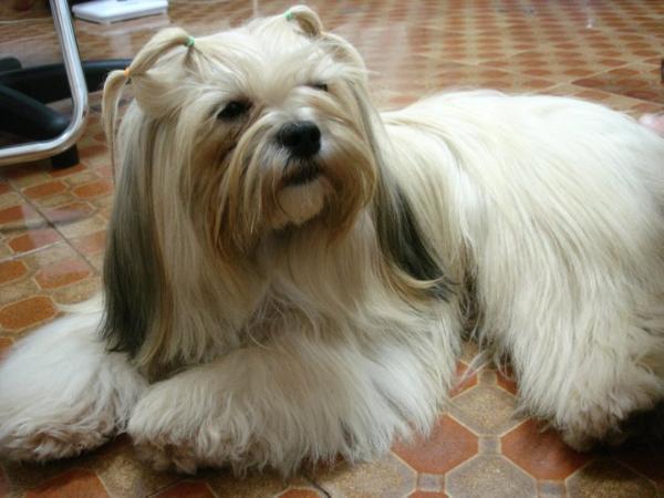 Alyssa Belladonna of Leirratz Tarrara | Lhasa Apso 