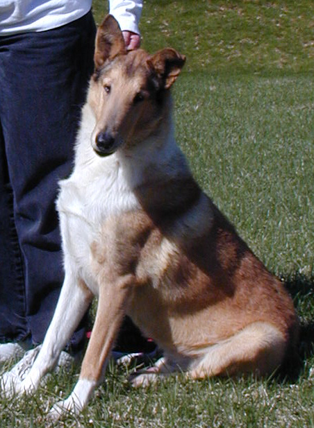 Franchel's Royal Regency | Smooth Collie 