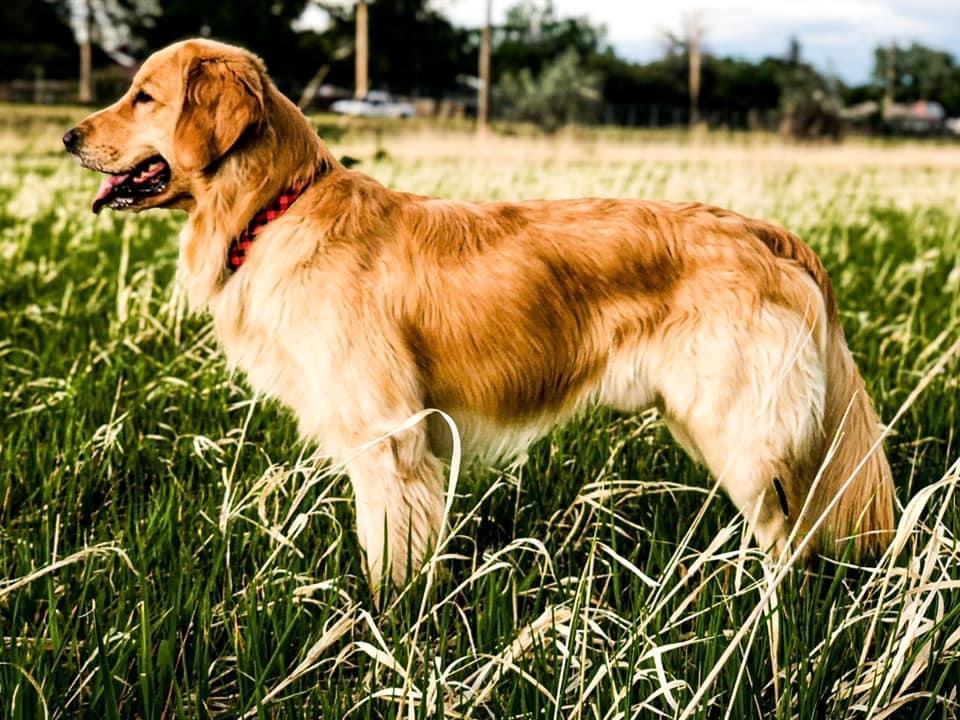 Mr. Sunshine Bandit | Golden Retriever 