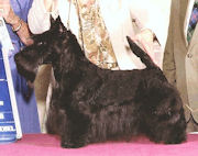 Anstamm Mistyglen Show No Mercy | Scottish Terrier 