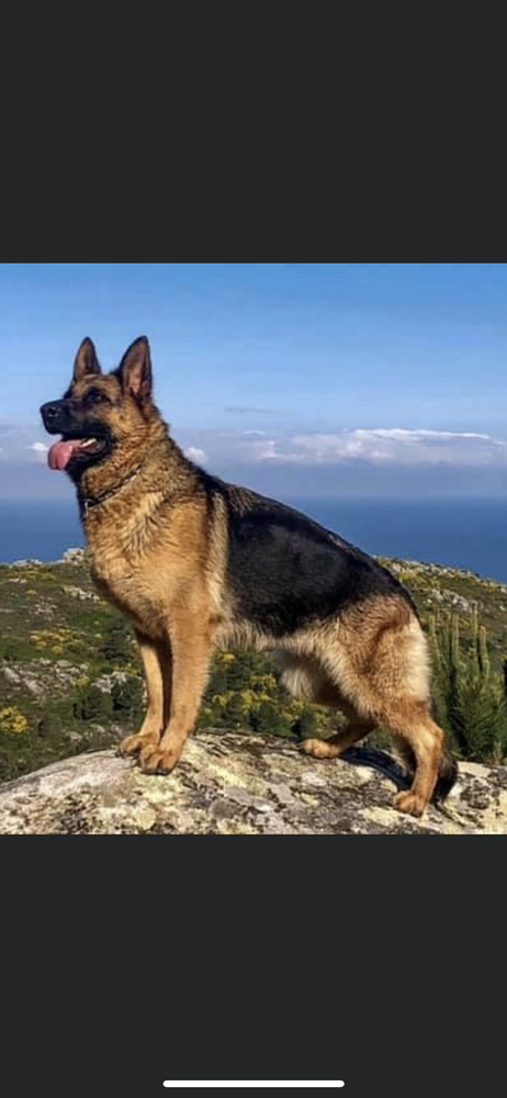 Nell De La Nació Catalana | German Shepherd Dog 