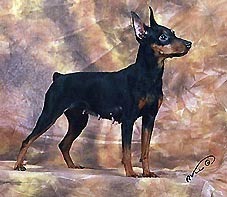 ??lagris Lorraine Lora | Miniature Pinscher 