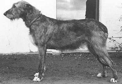 Ballykelly Mary | Irish Wolfhound 