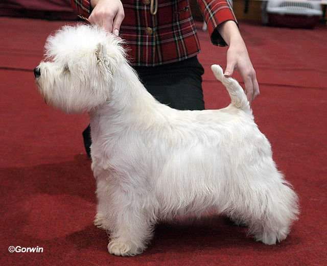 Gorwin Casablanca | West Highland White Terrier 