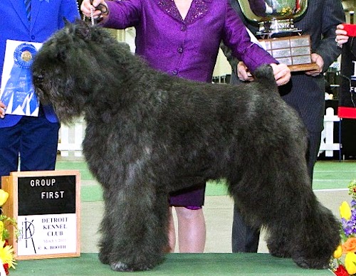 Stonepillar's Steel Blu | Bouvier des Flandres 