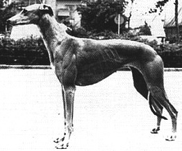 Guld | Greyhound 