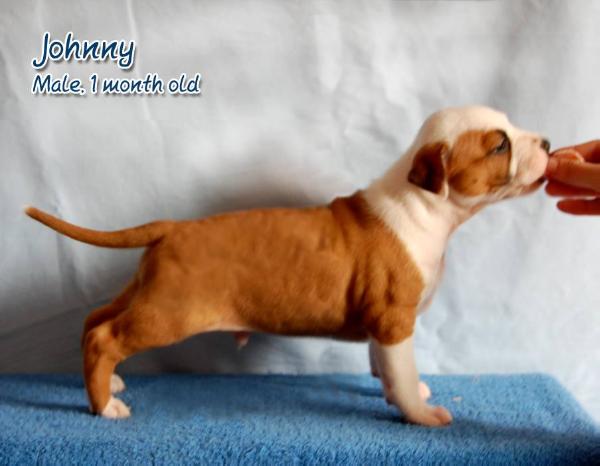 Johnny Old Moon | American Staffordshire Terrier 