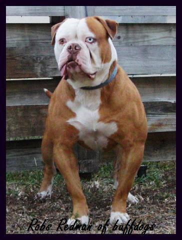 PHK Redman | American Bulldog 