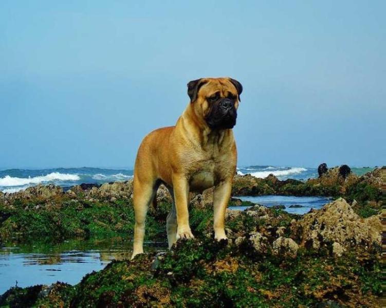 Akapulka Is Dvariskiu Ugninis Opalas | Bullmastiff 