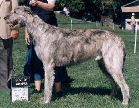 Horizons Rafferty McRick | Irish Wolfhound 