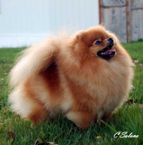 Island's CR Leave The Glamour To Me | Pomeranian 