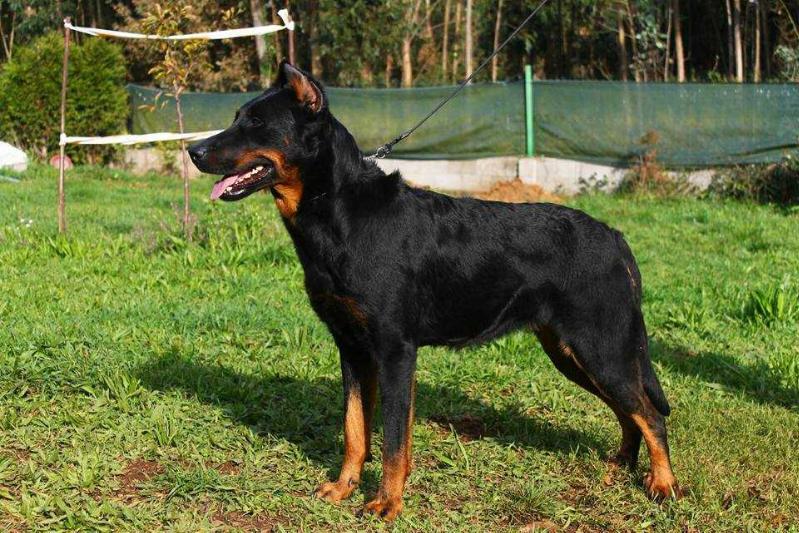 Dahlia of Troyan Pride | Beauceron 