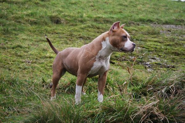 Indica Dasi Goloka | American Staffordshire Terrier 