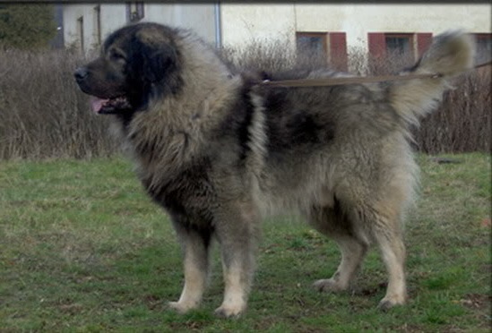 Murko (JR 100291 SO) | Yugoslavian Shepherd Dog-Sarplaninac 