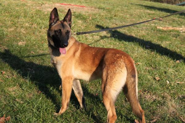 Grace (Mevr. T. Landis, St. Albans, WV US) | Belgian Malinois 