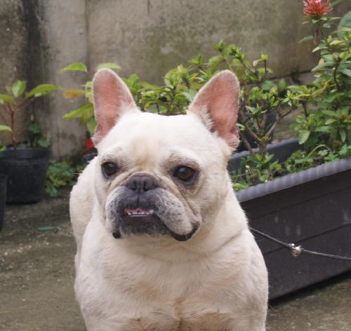 Henzo of Ji Zhou | French Bulldog 