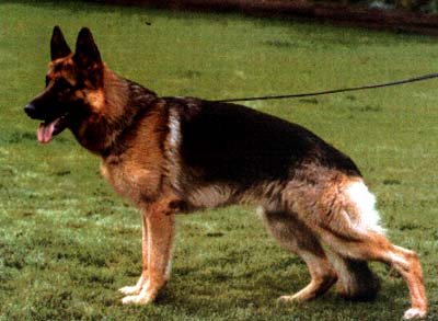 Ork vom Wertheraner Land | German Shepherd Dog 