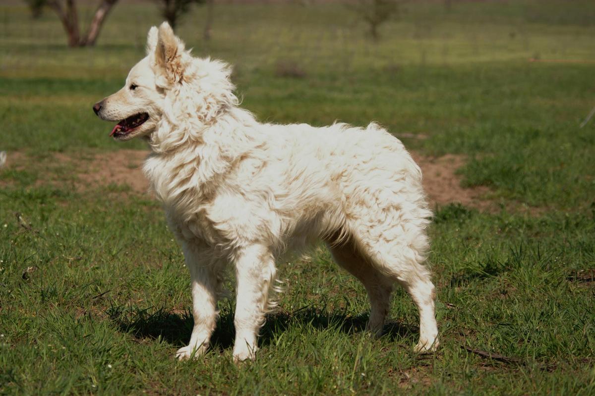 Csibiti Cinkos | Mudi 