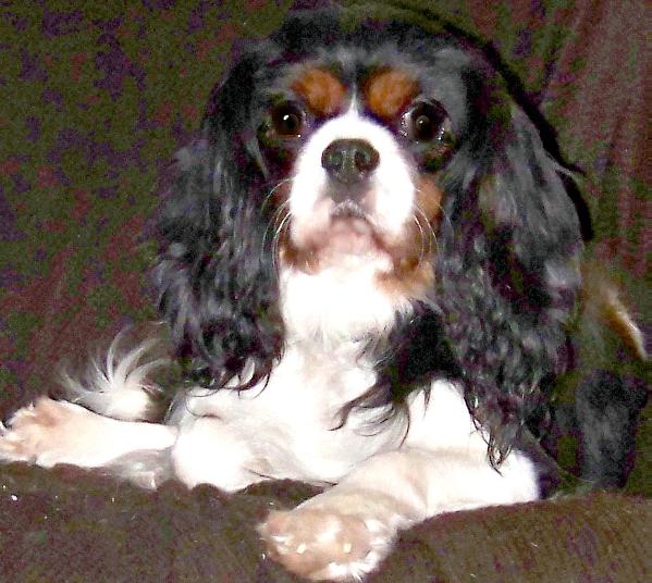 Love's Lexy Queen TR70859201 | Cavalier King Charles Spaniel 