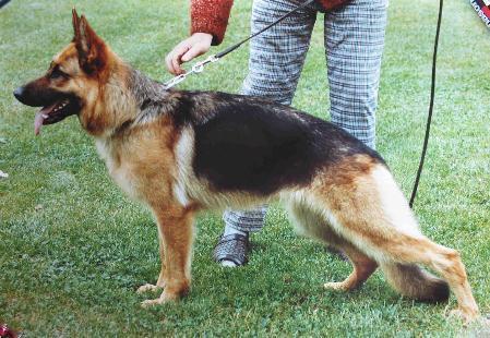 Hexe von der Römerau | German Shepherd Dog 