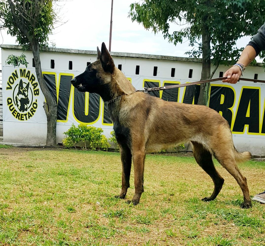 ROSARIO TIJERAS VON MARAB | Belgian Malinois 