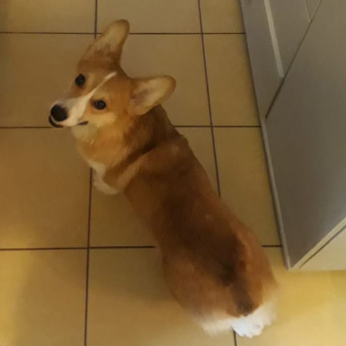 KINGS VALUA PEARL ARVEST | Pembroke Welsh Corgi 