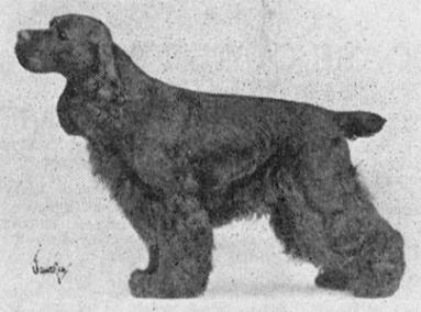 Covered Brook Bombardier | American Cocker Spaniel 