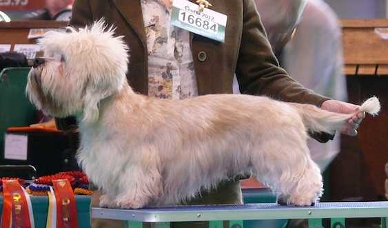 Vistca Vincent | Dandie Dinmont Terrier 