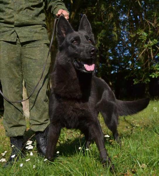 Kelli iz Kinologicheskogo Centra | German Shepherd Dog 