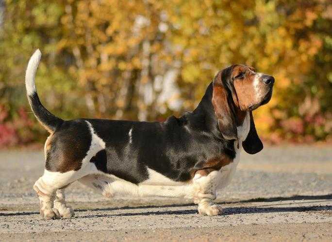 Robin Lady Barnett's | Basset Hound 