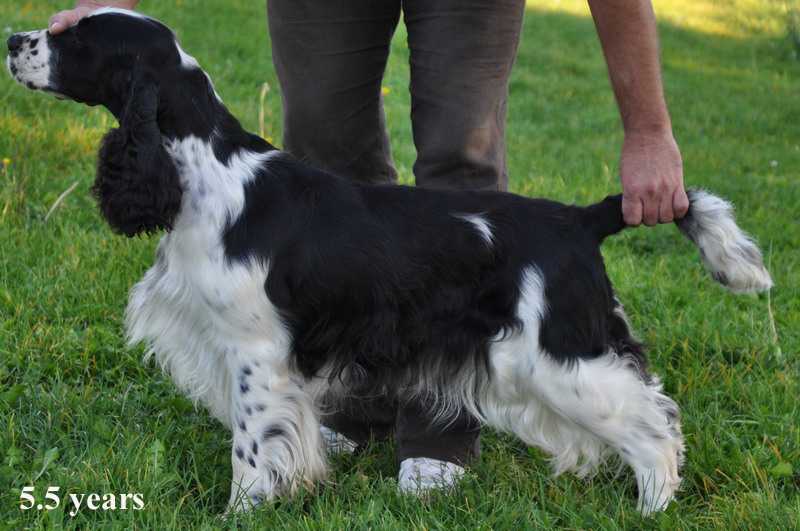 Rowntree SWEET HARMONY | English Springer Spaniel 