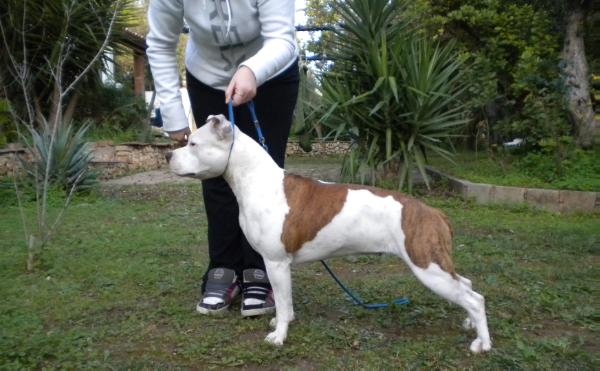 Arabesque White Essence | American Staffordshire Terrier 