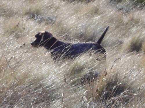 BHULISA SERENGETI | German Shorthaired Pointer 