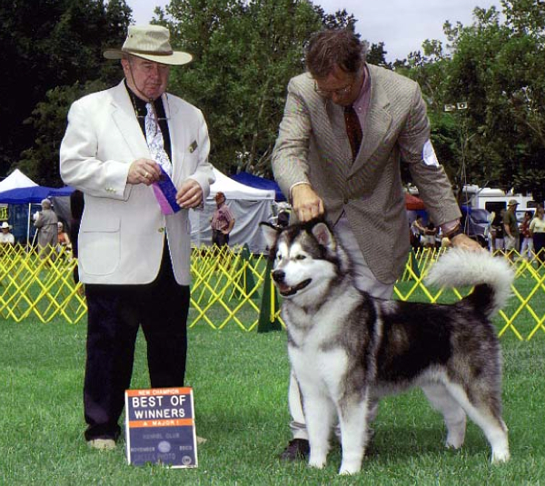 Snowlion's Sky Dancer | Alaskan Malamute 